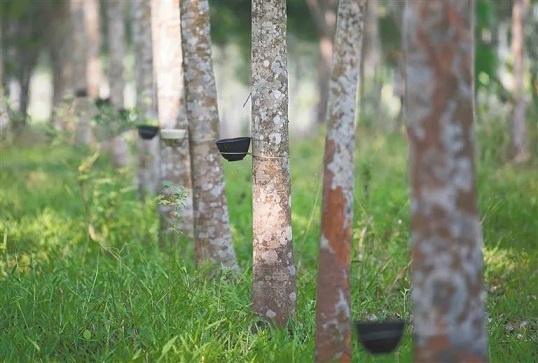 新澳门六合彩官网