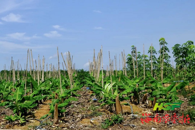新澳门六合彩官网
