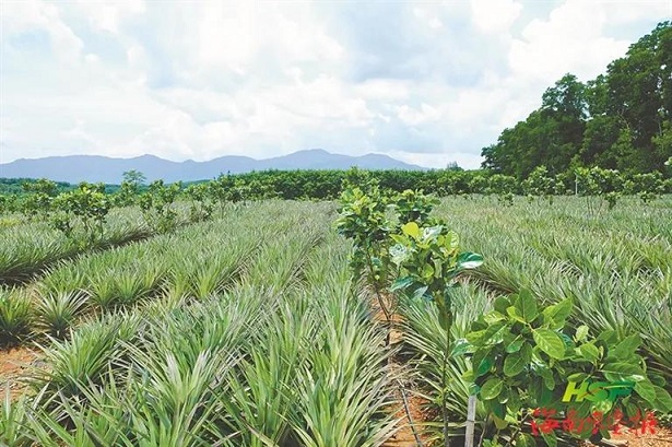 新澳门六合彩官网