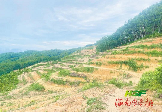 新澳门六合彩官网