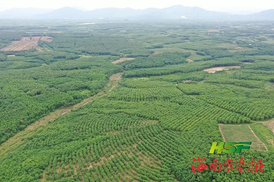 新澳门六合彩官网