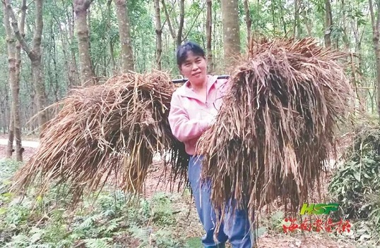 新澳门六合彩官网