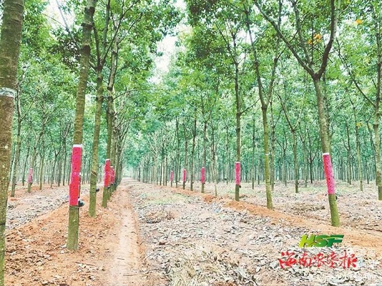 新澳门六合彩官网