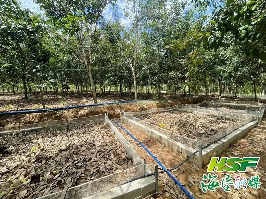 新澳门六合彩官网