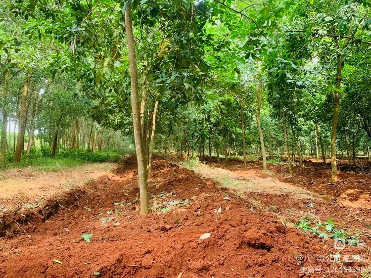 新澳门六合彩官网