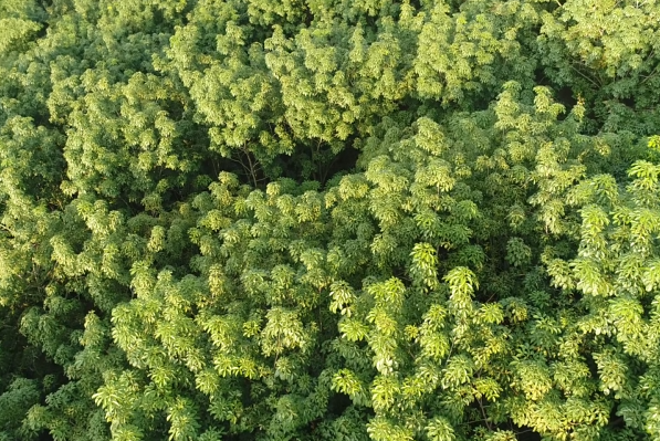 新澳门六合彩官网