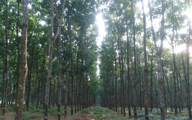 新澳门六合彩官网