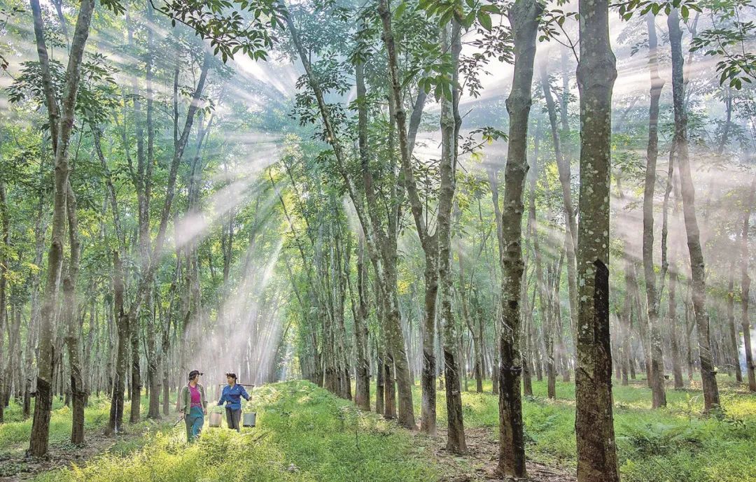 新澳门六合彩官网