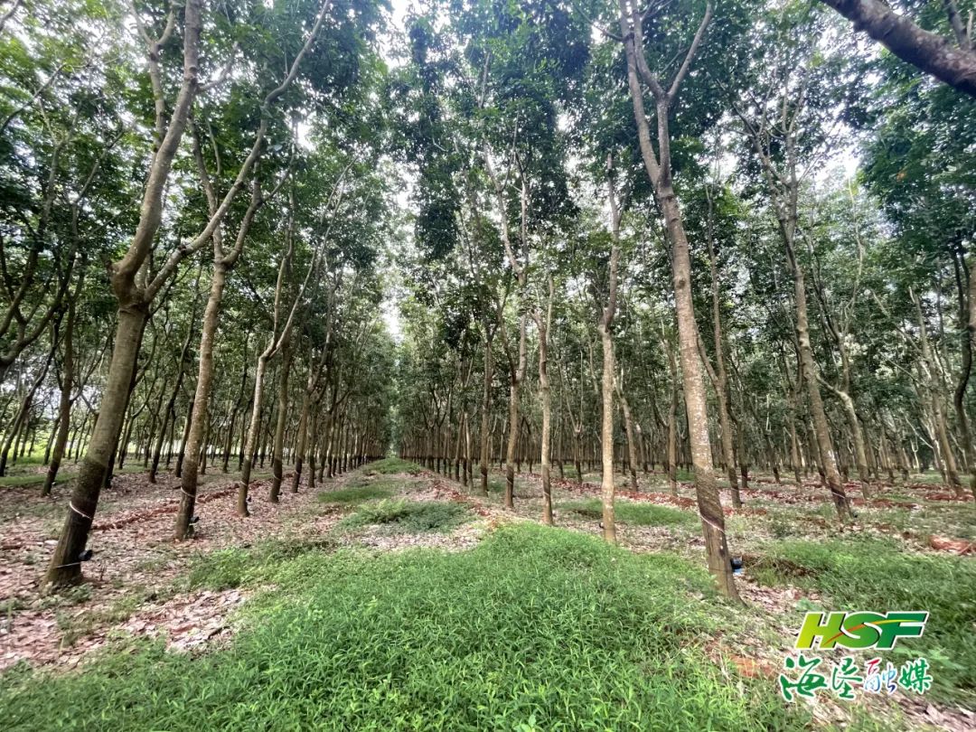 新澳门六合彩官网