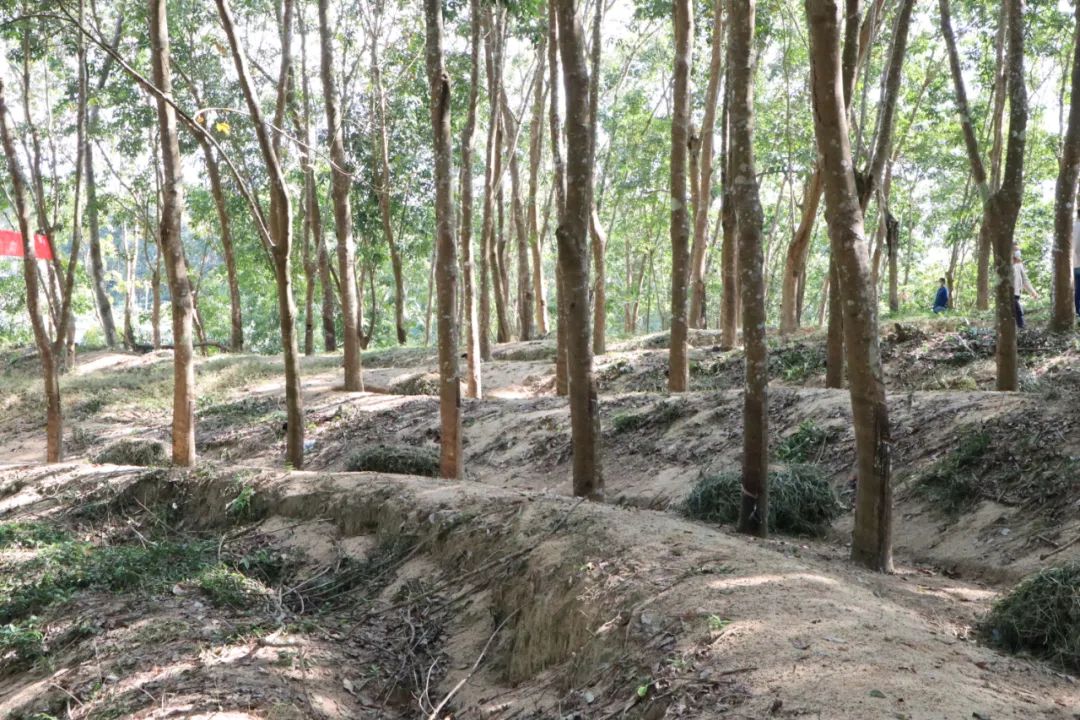 新澳门六合彩官网