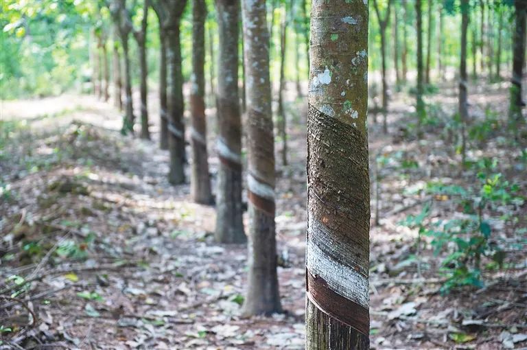 新澳门六合彩官网