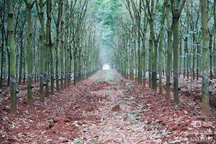 新澳门六合彩官网